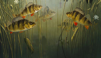 Рыбалка: окунь речной в среде обитания